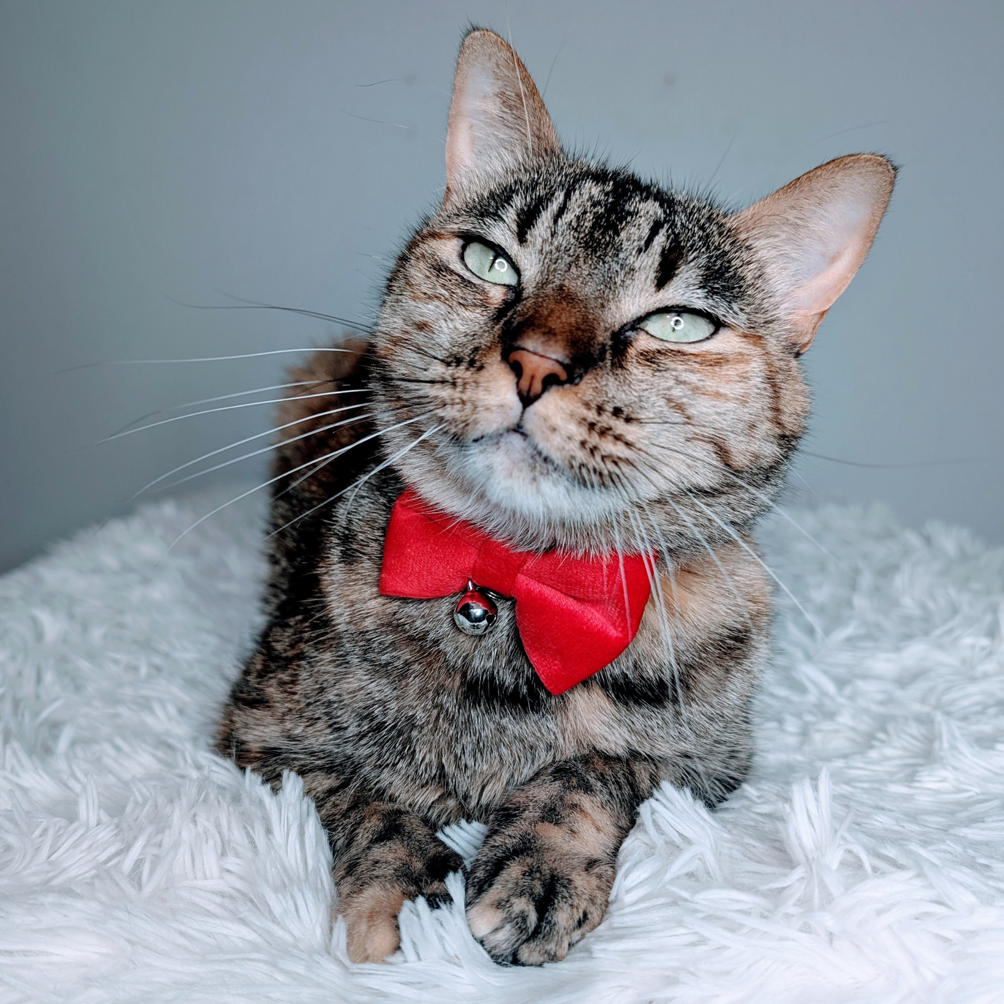 ❤️ Heartfire – Red Velvet Bowtie + Bell Cat Collar