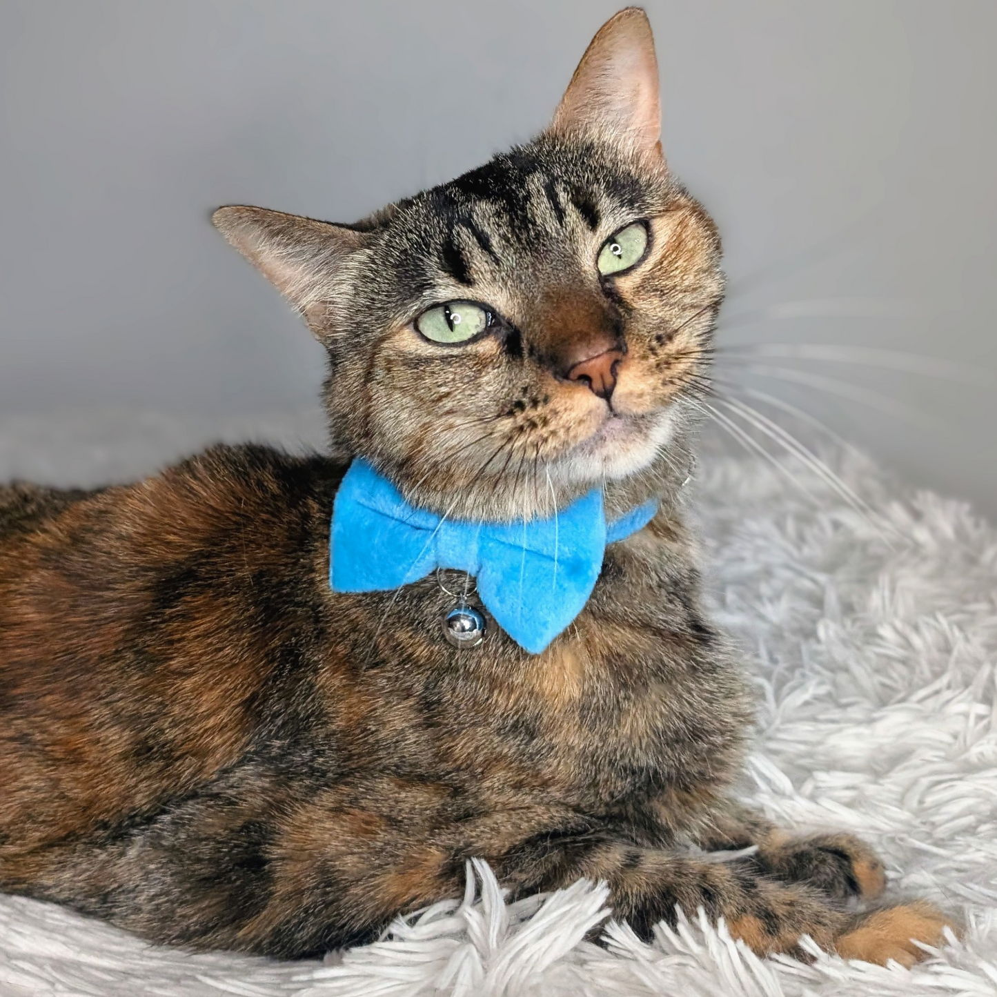๐ Blue Breeze โ Velvet Bowtie + Bell Cat Collar