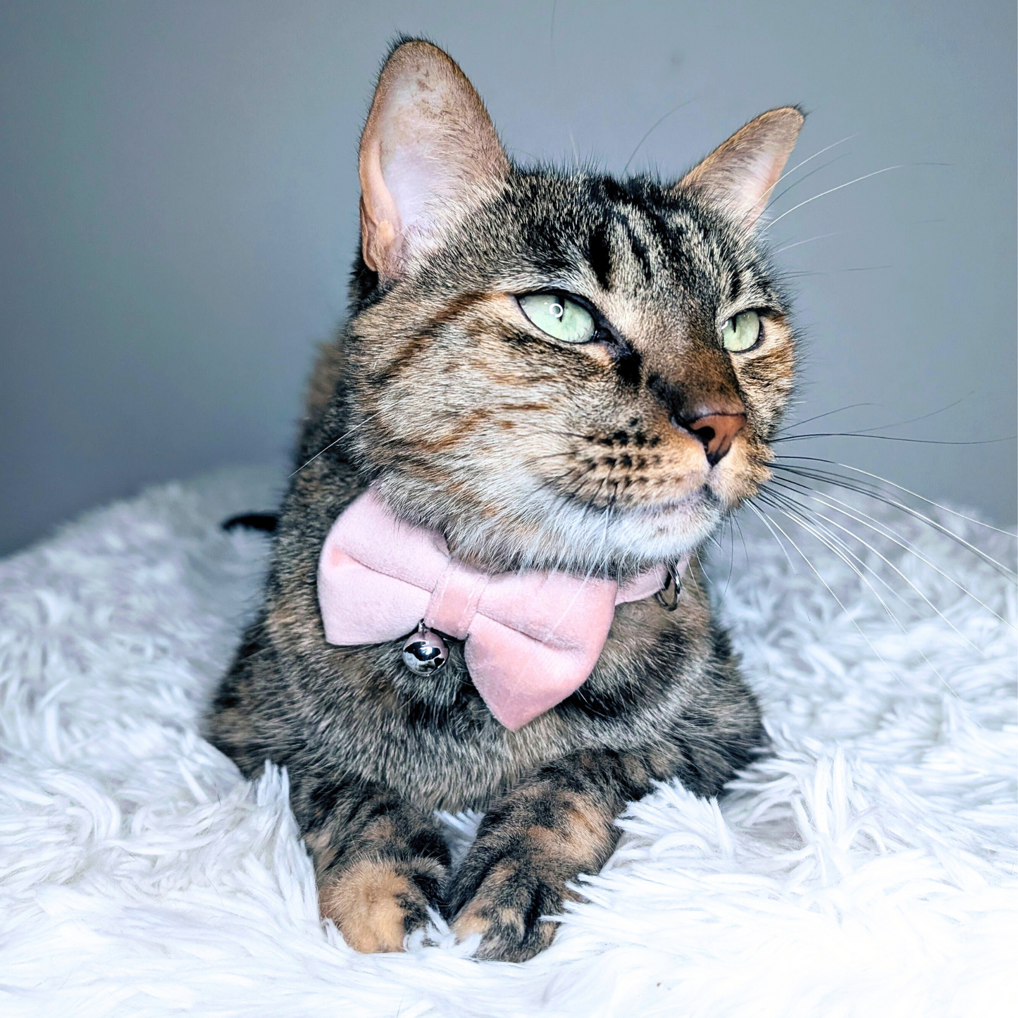 💗 Soft Pink – Velvet Bowtie + Bell Cat Collar