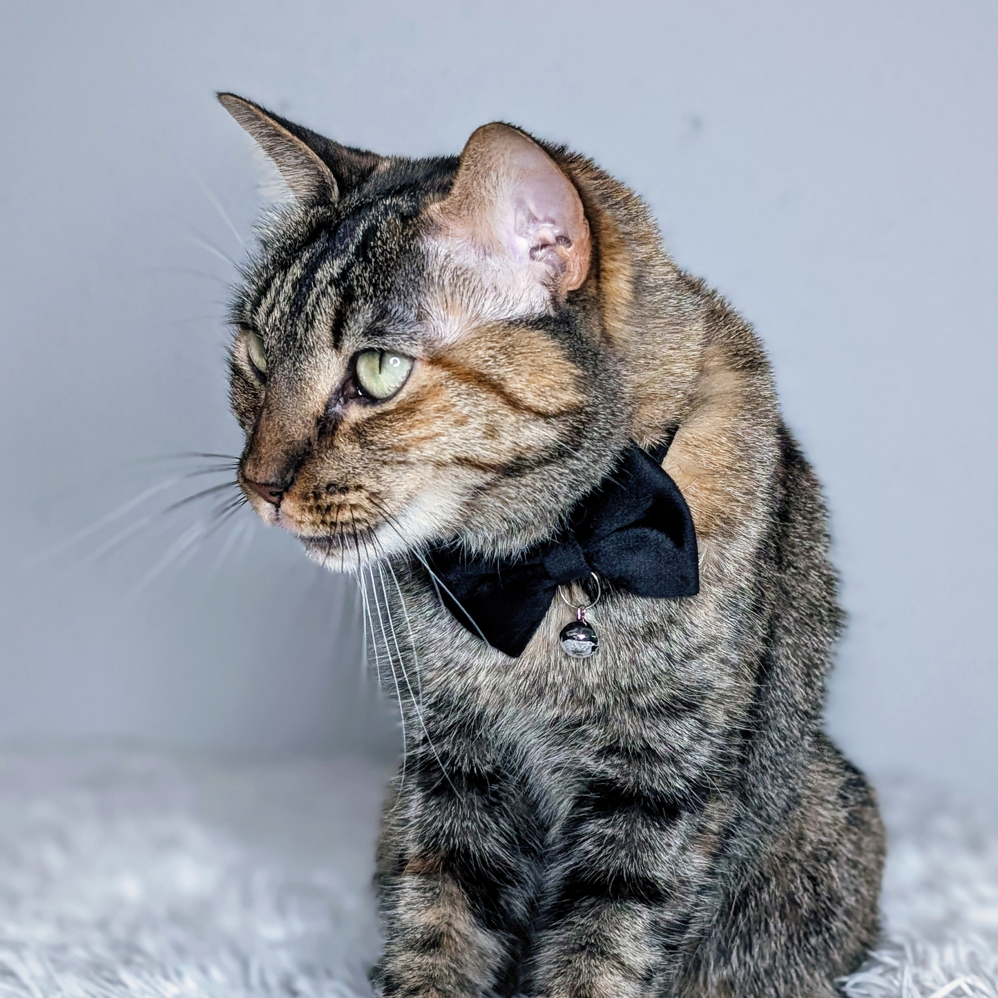 🖤 Midnight Noir – Black Velvet Bowtie + Bell Cat Collar