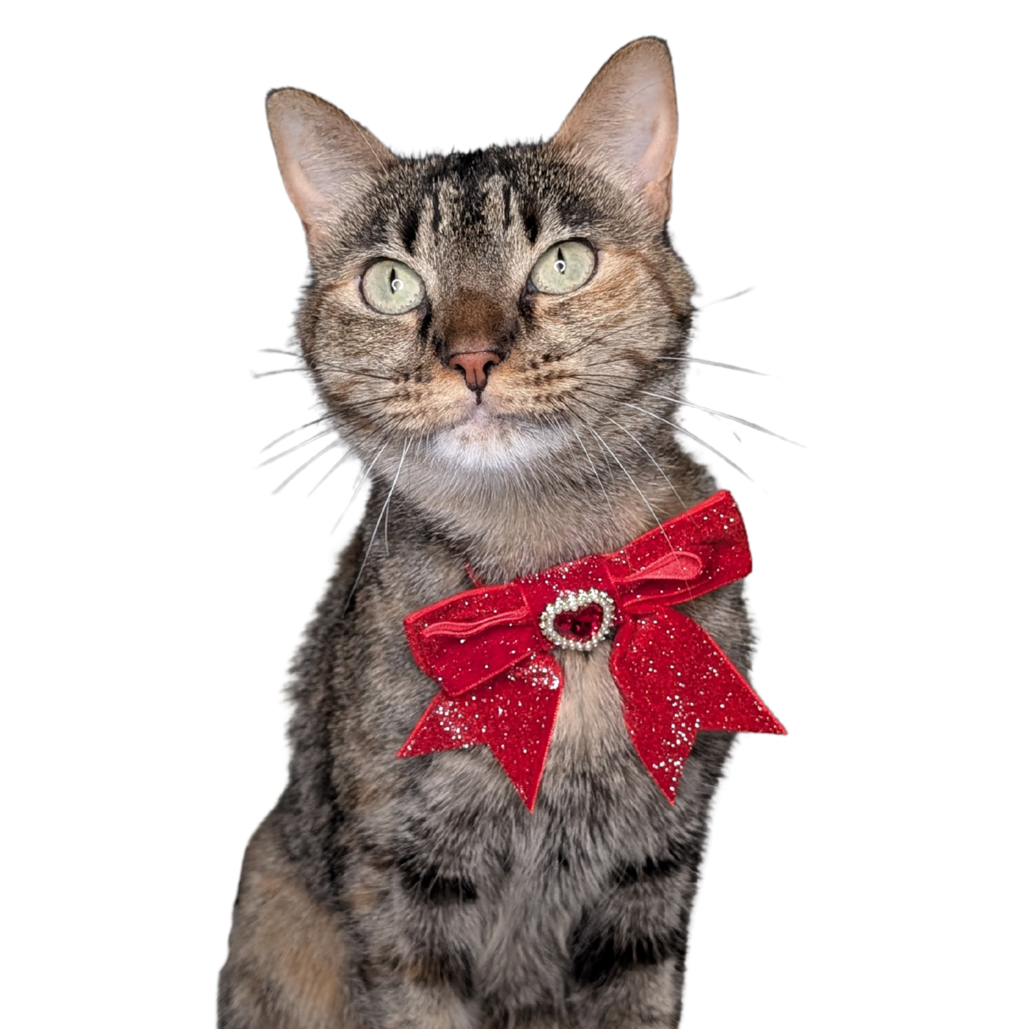 Royal Red Princess Sparkle Bow Cat Collar