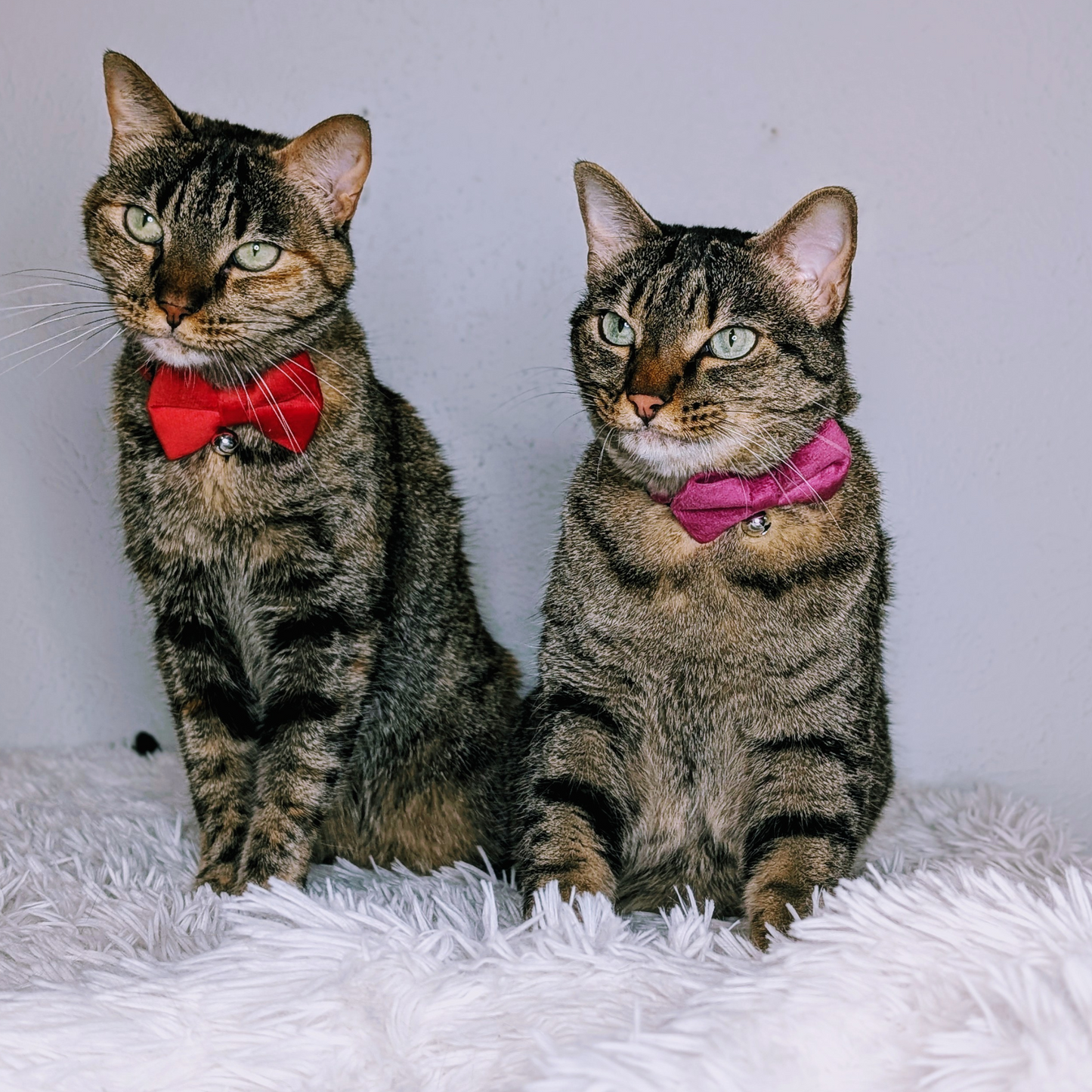 💜 Majestic Plum – Velvet Bowtie + Bell Cat Collar