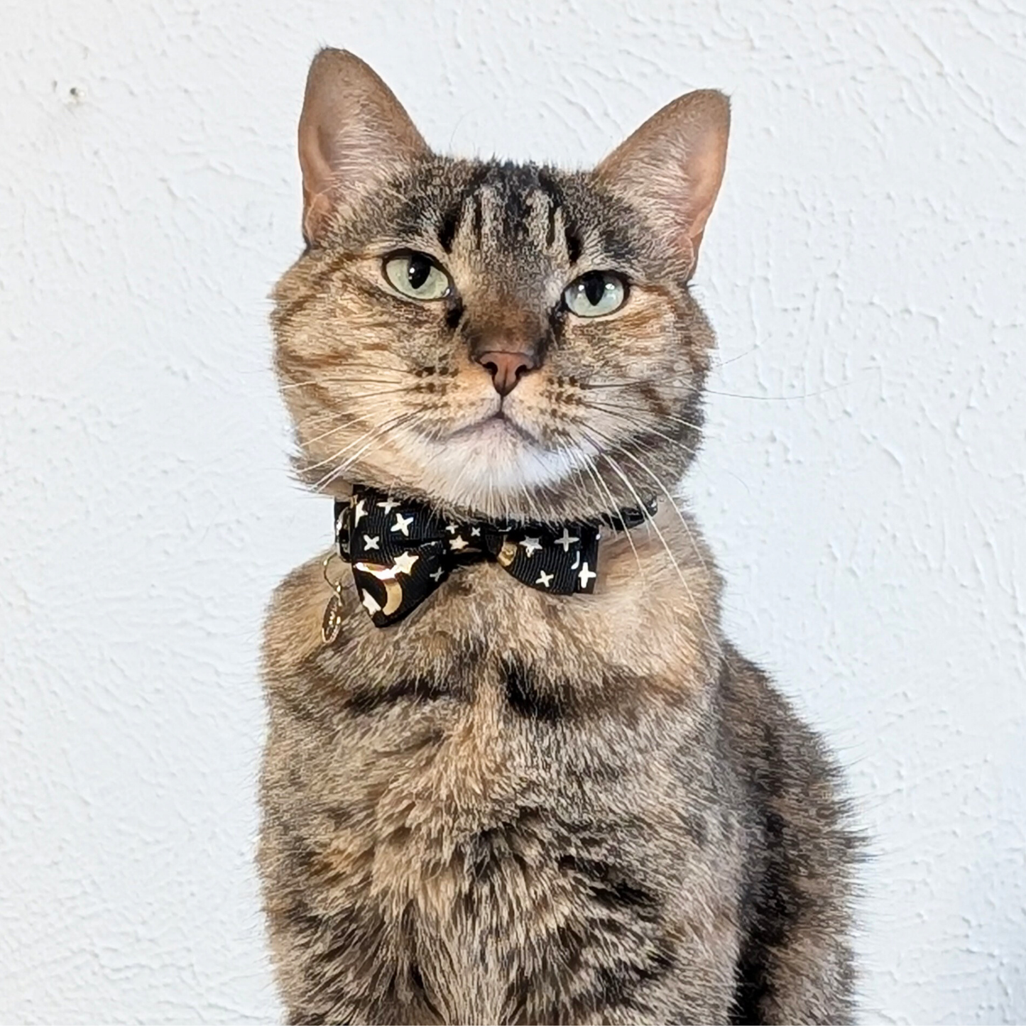 Midnight Moon – Black Celestial Nylon Bowtie Cat Collar