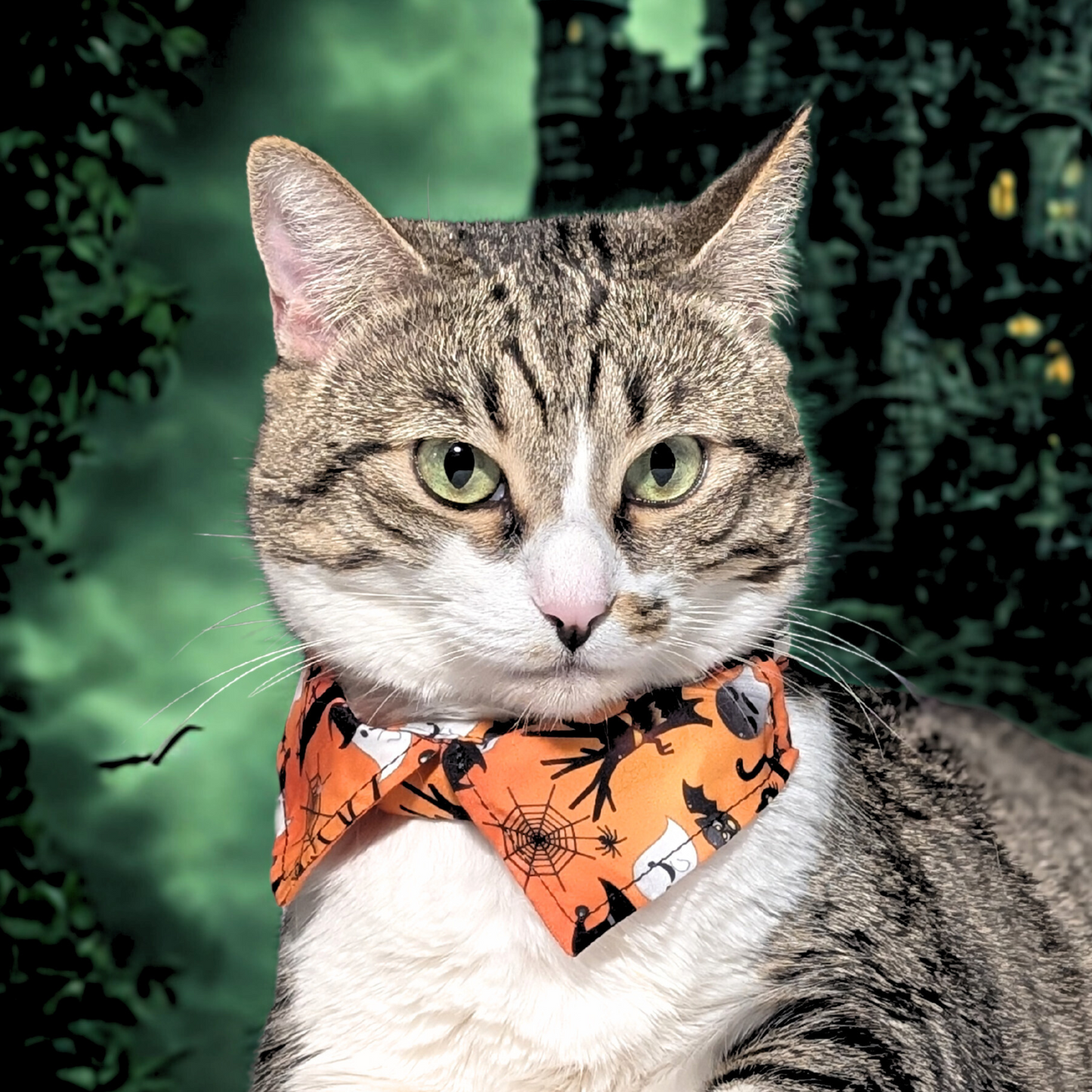 Halloween Cat Collar with Shirt Collar Design — Breakaway & Adjustable