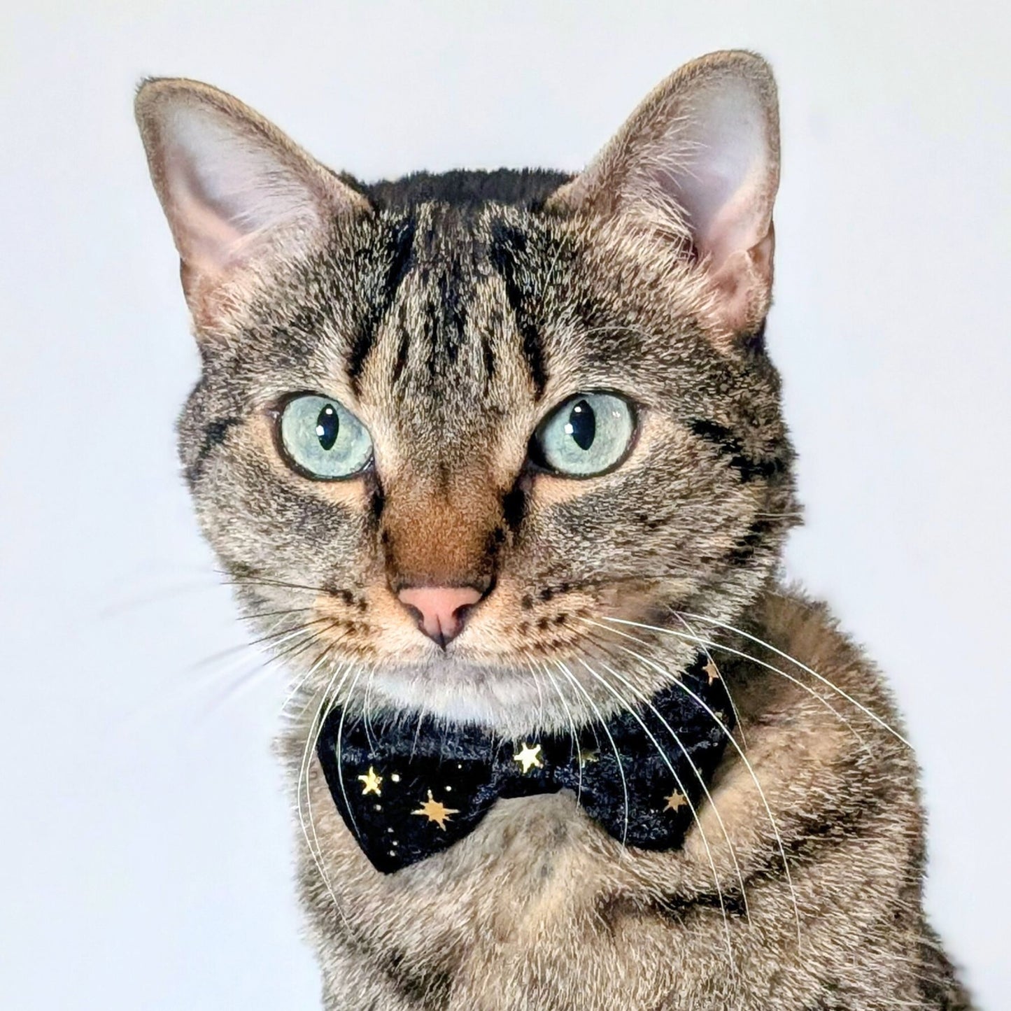 Midnight Moon – Black Celestial Velvet Bowtie Cat Collar