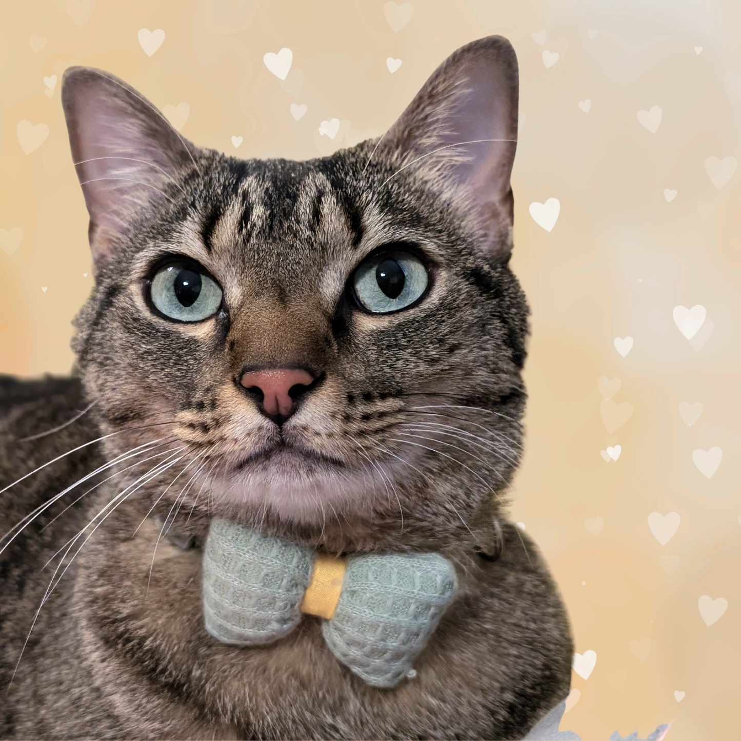 Green Knit Bow + Dotted Cat Collar