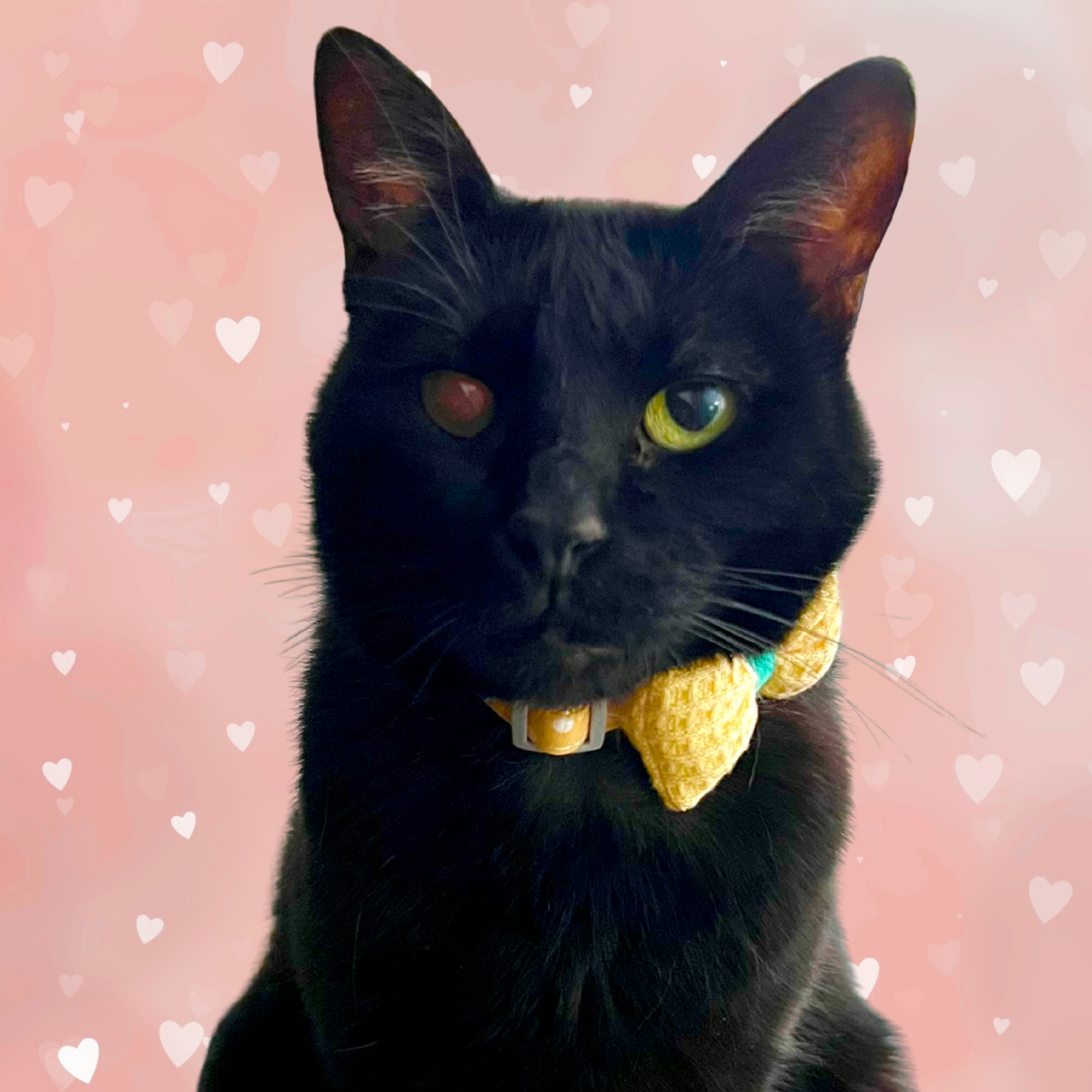 Yellow Knit Bow + Polka Dot Cat Collar