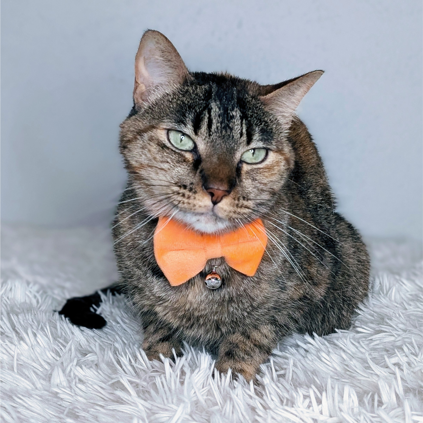 Cat wearing an orange bow tie on a white surface