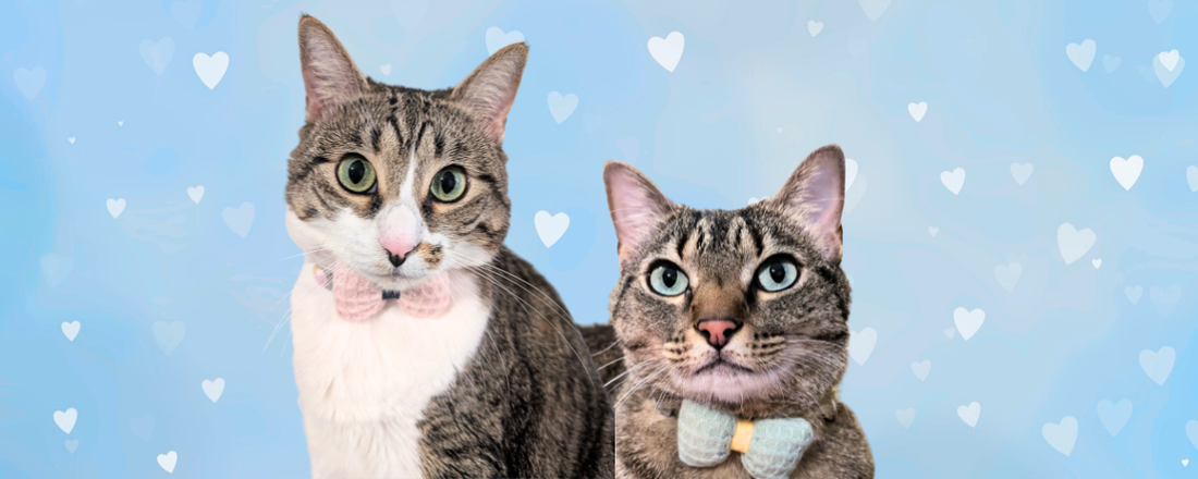 Knit Bow + Polka Dots Cat Collars: Where Comfort Meets a Cohesive Look