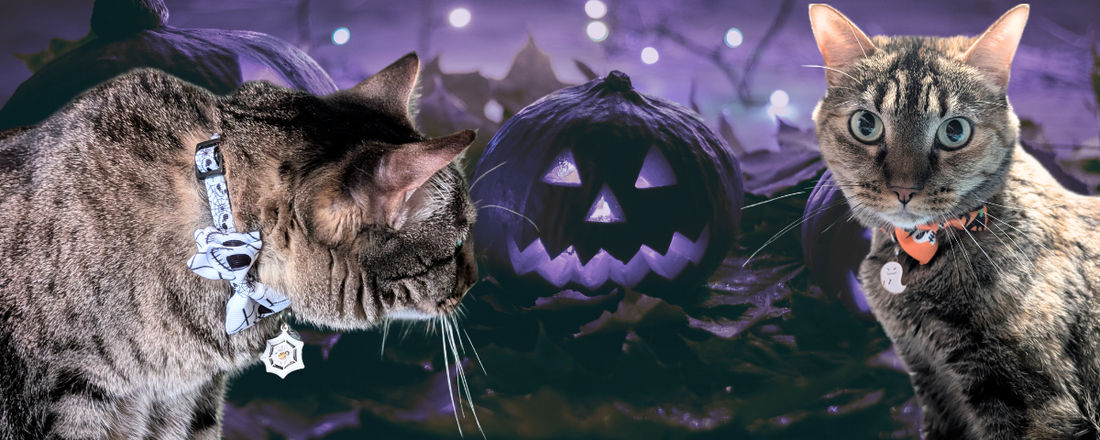 Halloween Cat Safety: Keep Your Little Night Creature Calm, Cute & Out of Trouble