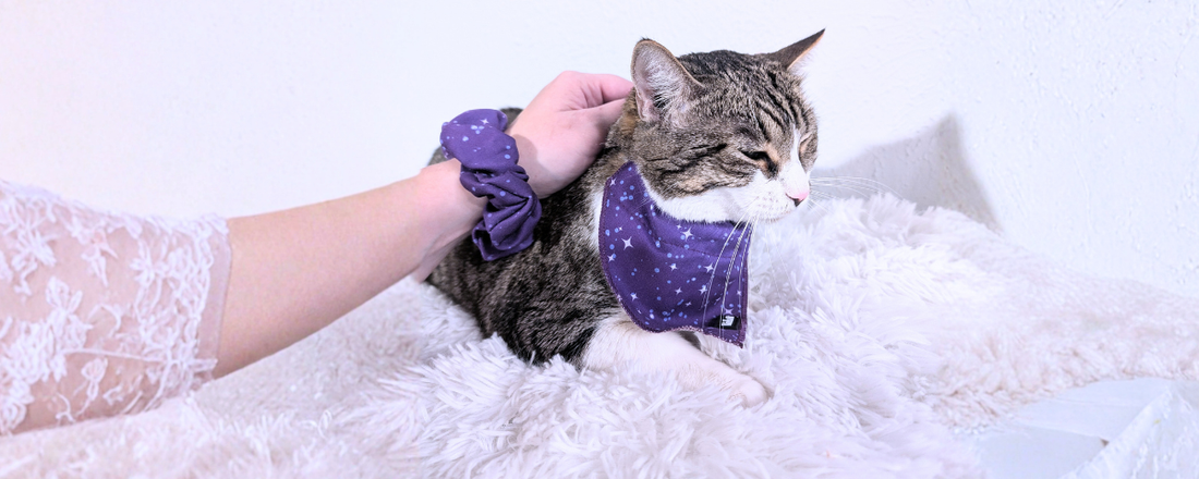 Gifts for Cat Lovers: Pawsome Pair Matching Set