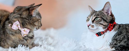 The Celestial Collar Collection: The Cutest Anime-Inspired Accessories for Your Cat