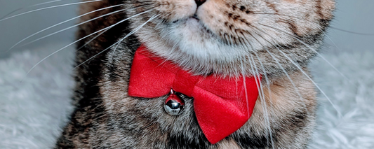 Back in Stock: Velvet Bowtie + Bell Cat Collars Are Here to Fanci Up Your Floof