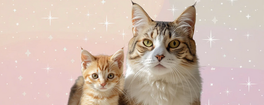 What Are Some Popular Kitty Accessories for Small Cats?