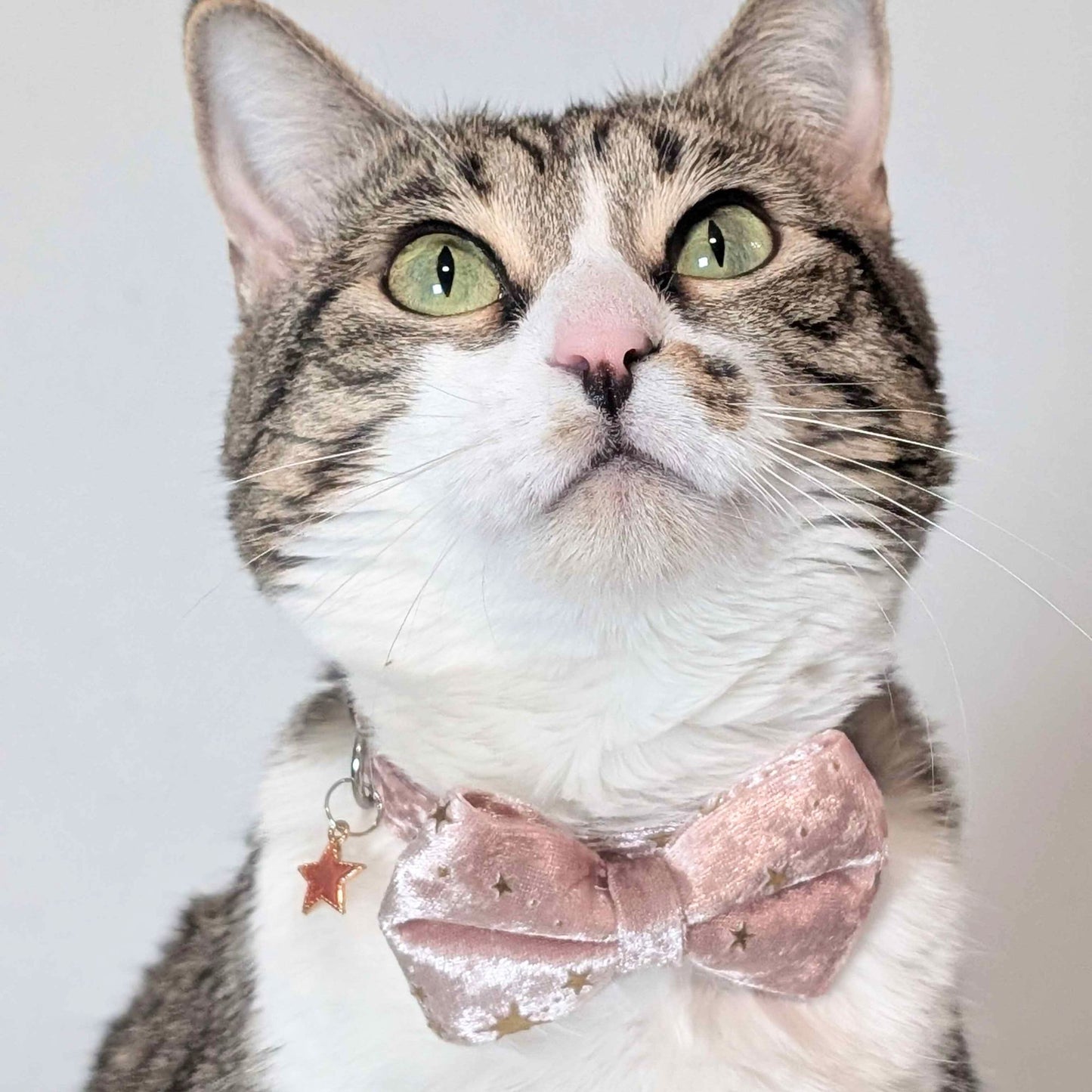Starlit Blush – Pink Celestial Velvet Bowtie Cat Collar