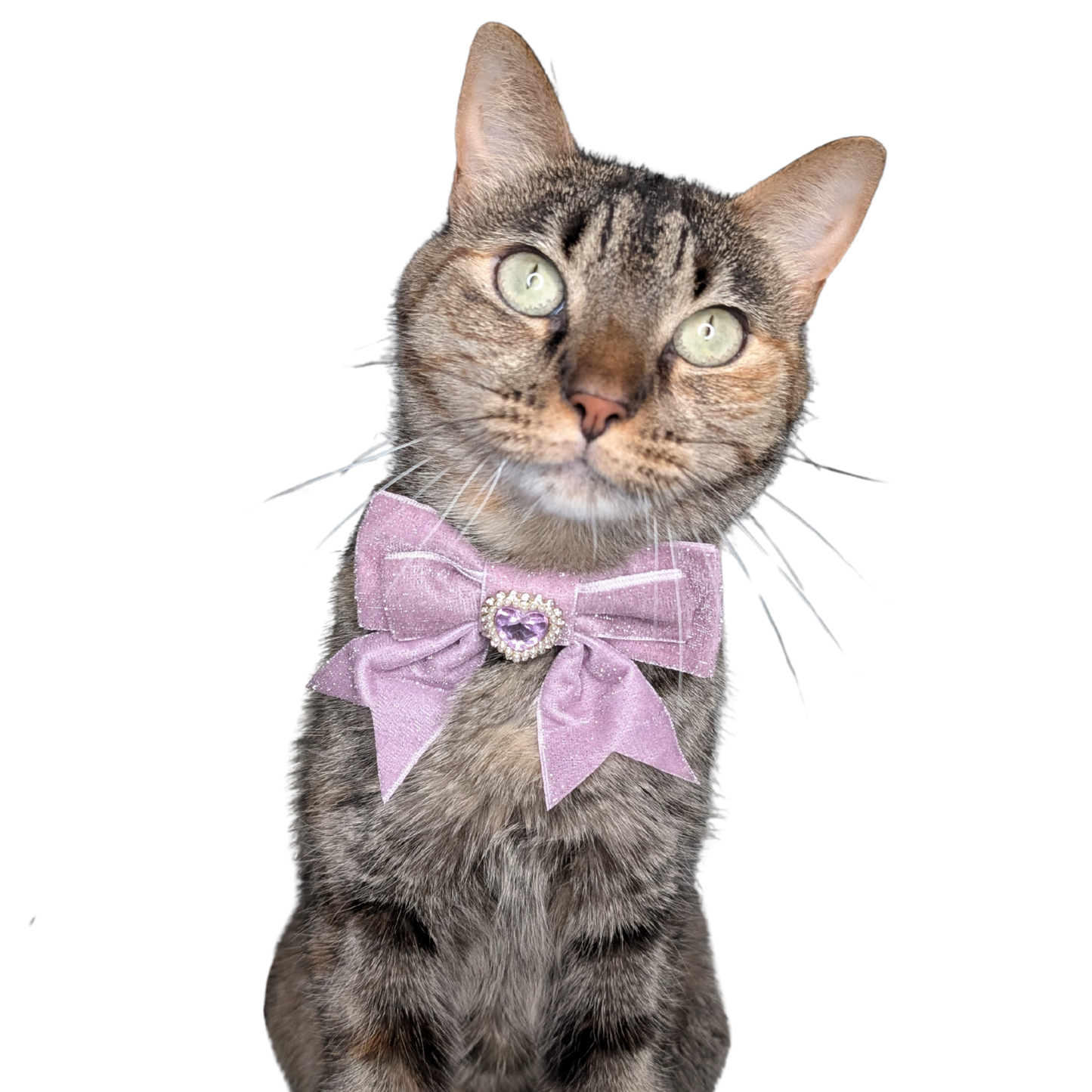 Soft Purple Princess Sparkle Bow Cat Collar