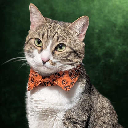 Halloween Cat Collar with Shirt Collar Design — Breakaway & Adjustable