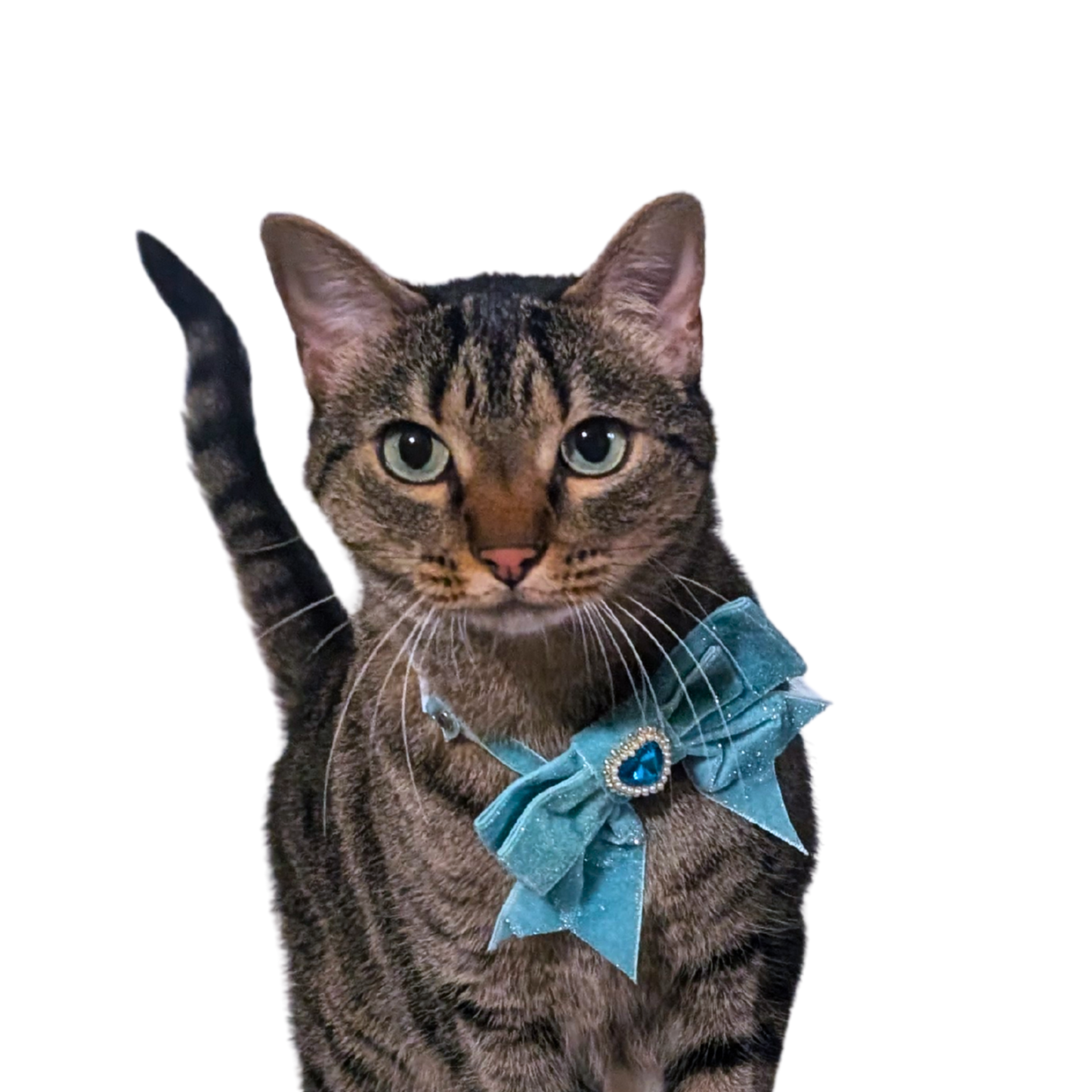 Dreamy Blue Princess Sparkle Bow Cat Collar