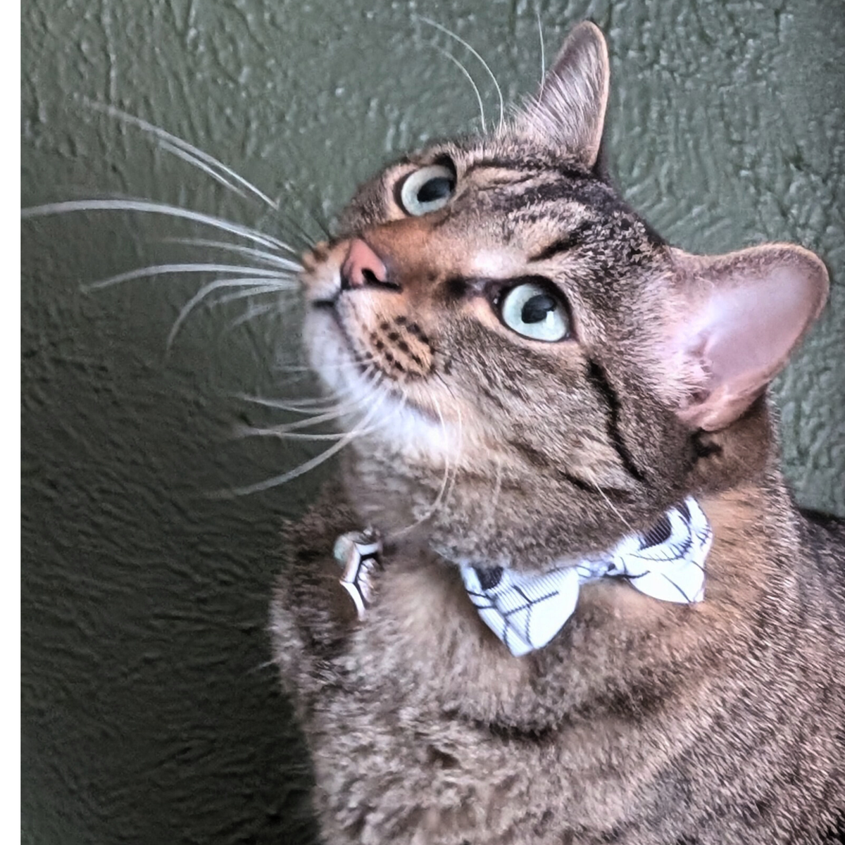 Halloween Cat Bowtie Collars with charms and bells (4 Styles)