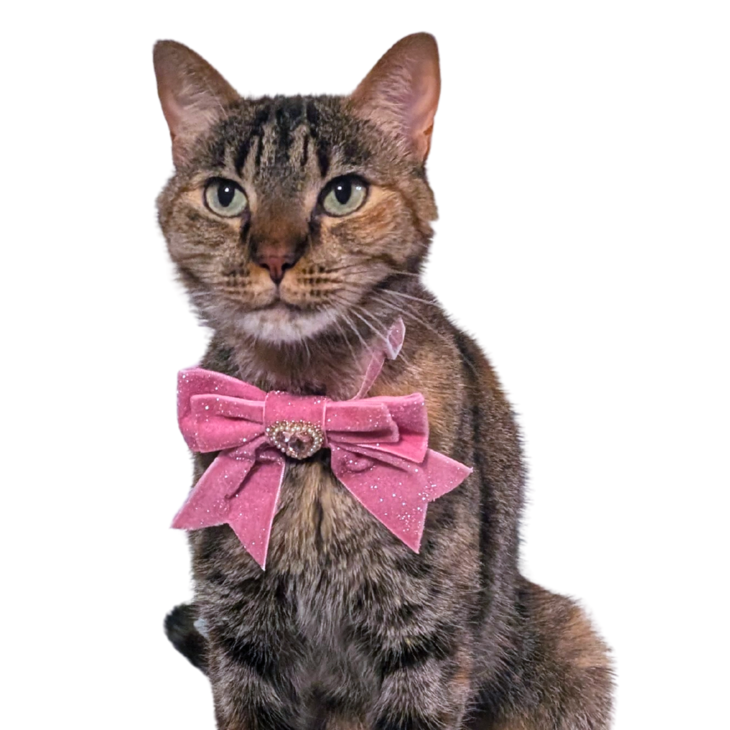 Pretty Pink Princess Sparkle Bow Cat Collar