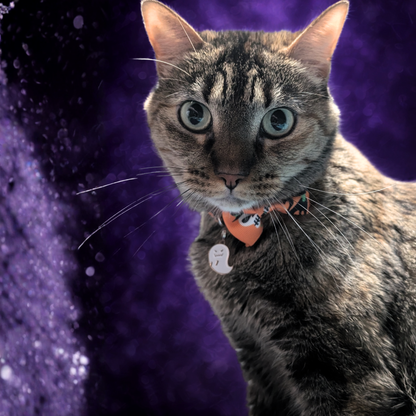Halloween Cat Bowtie Collars with charms and bells (4 Styles)