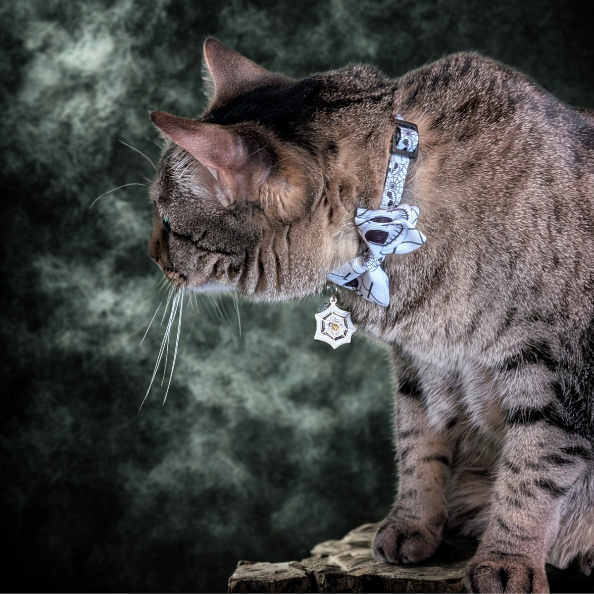 Halloween Cat Bowtie Collars with charms and bells (4 Styles)