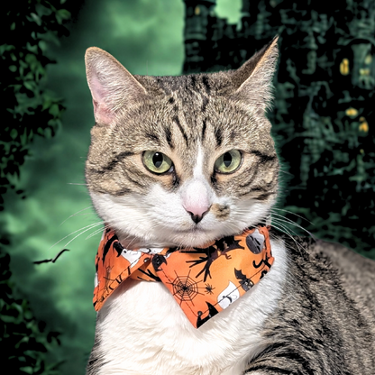 Halloween Cat Collar with Shirt Collar Design — Breakaway & Adjustable