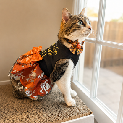 A tabby and white cat wearing a Halloween-themed pet costume, featuring a black vest with gold lettering, an orange ruffled skirt with skull patterns, and a patterned orange bow tie, sitting on a cat scratcher next to a window.