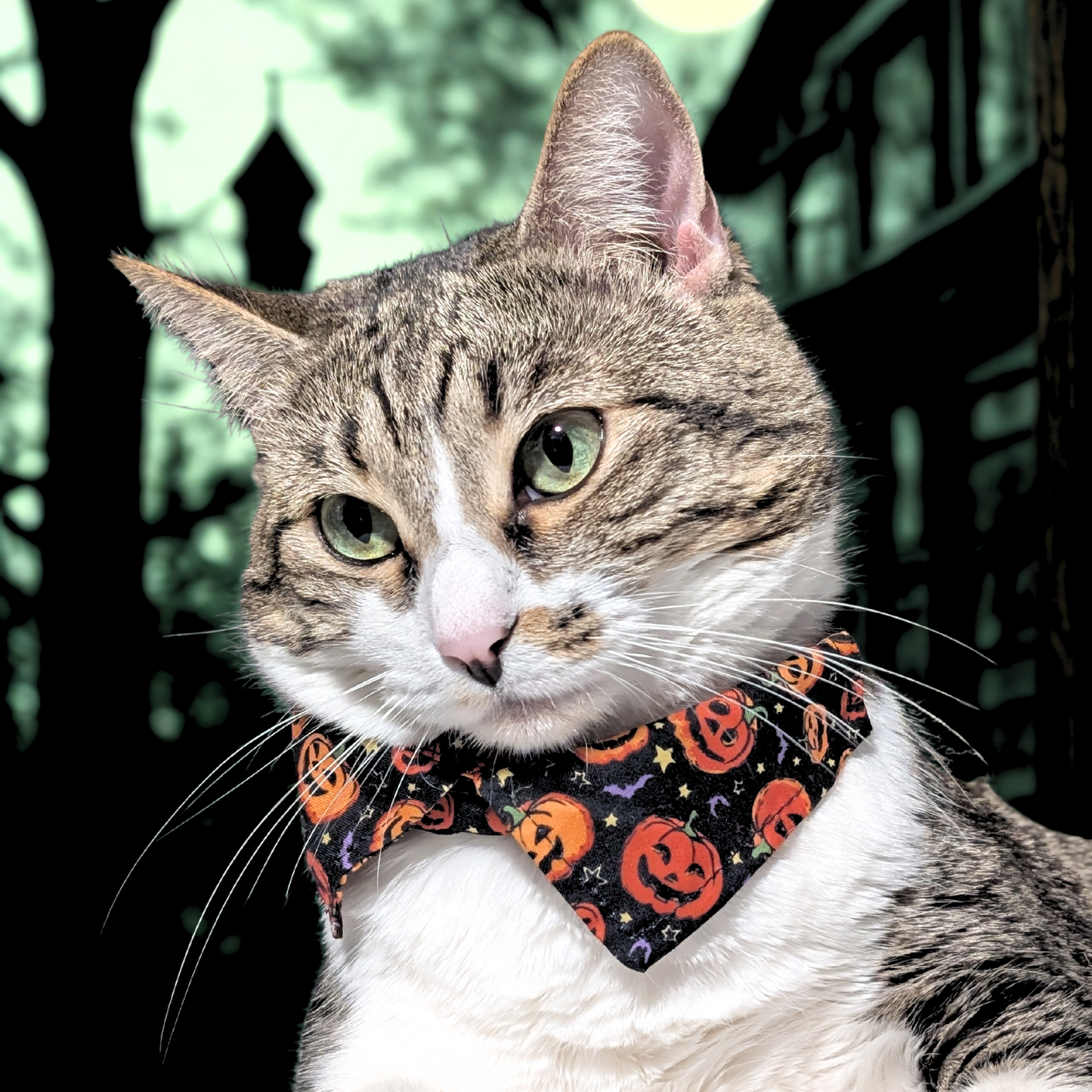 Halloween Cat Collar with Shirt Collar Design — Breakaway & Adjustable