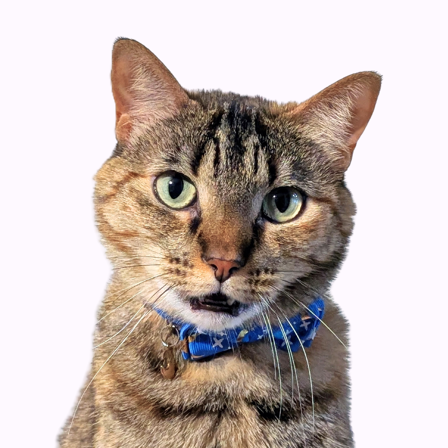 Blue Celestial Bowtie Cat Collar (Adult Size)