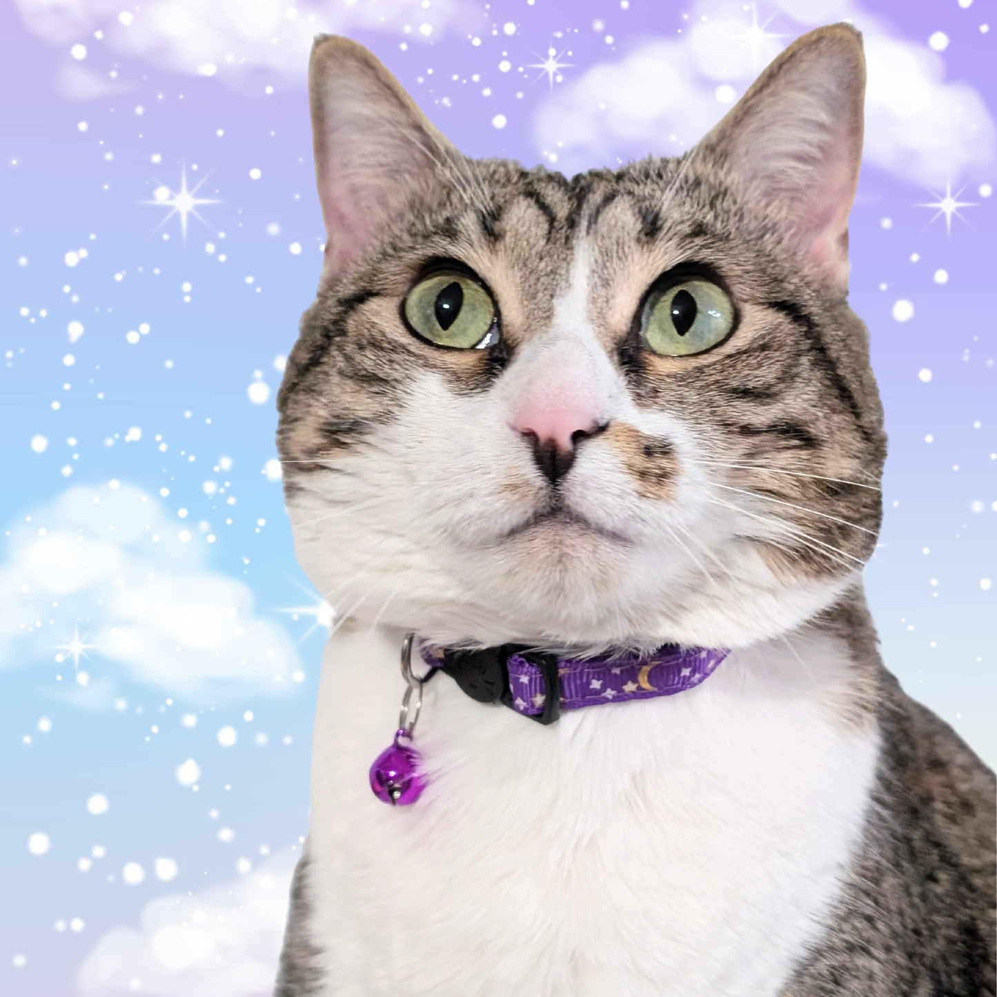 Lunar Dream – Purple Celestial Nylon Cat Collar