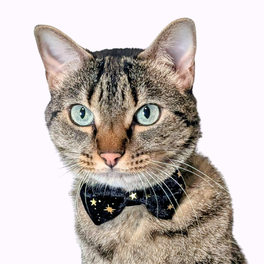 Black Celestial Velvet Bowtie Cat Collar