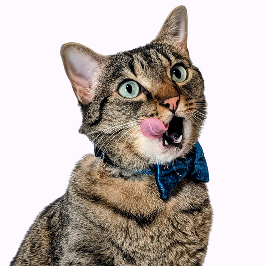 Teal Celestial Velvet Bowtie Cat Collar