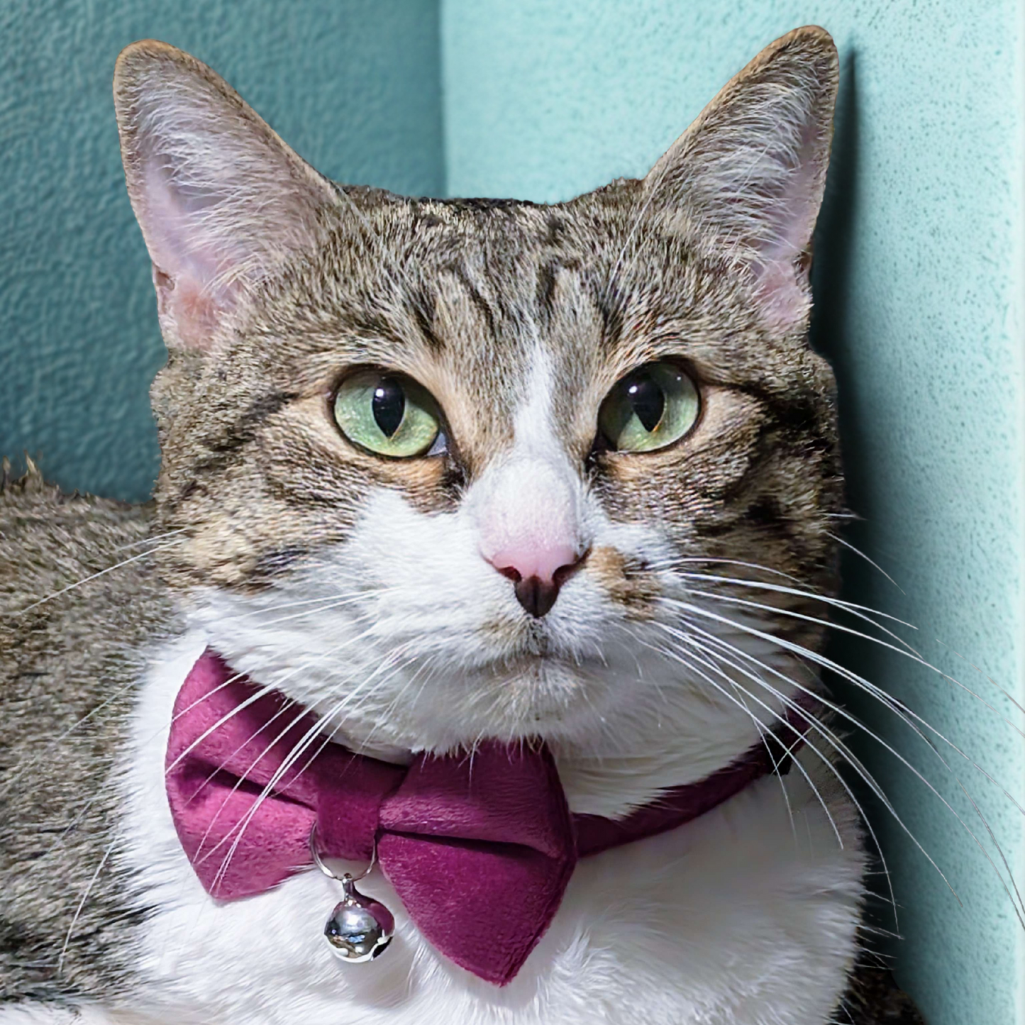 Majestic Purple – Velvet Bowtie + Bell Cat Collar