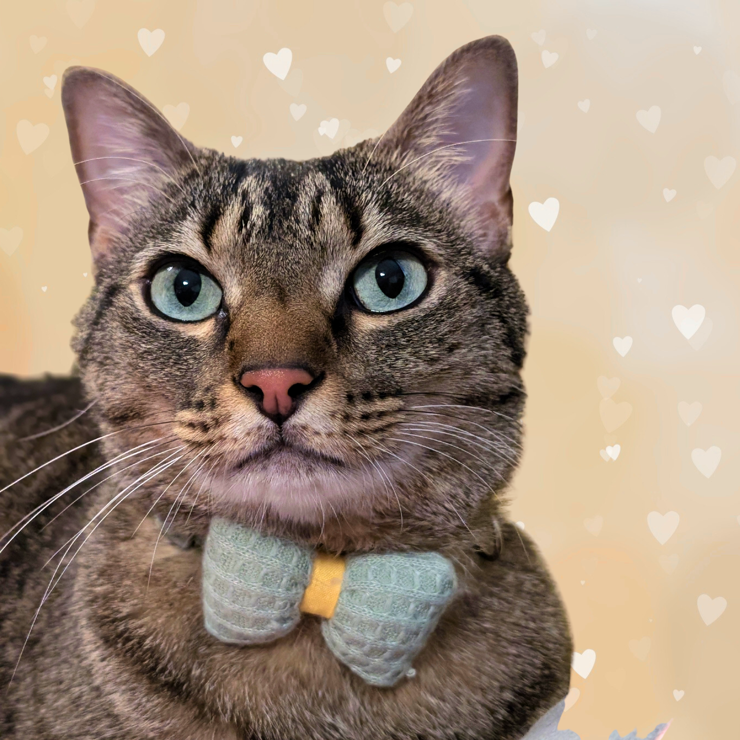 Green Knit Bow + Polka Dot Cat Collar