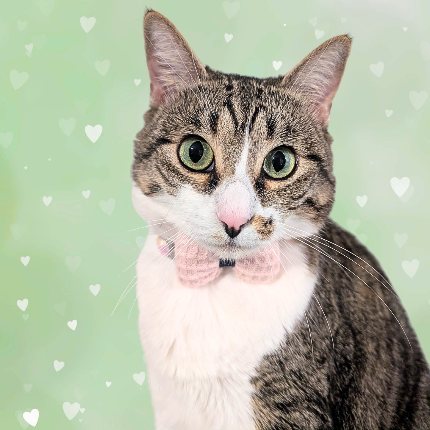 Pink Knit Bow + Dotted Cat Collar