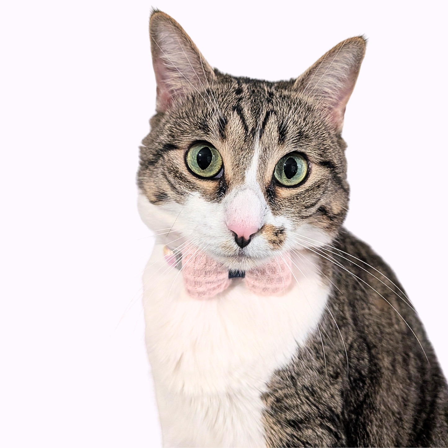 Pink Knit Bow + Polka Dot Cat Collar
