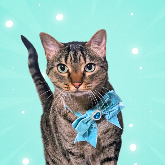 Dreamy Blue Princess Sparkle Bow Cat Collar