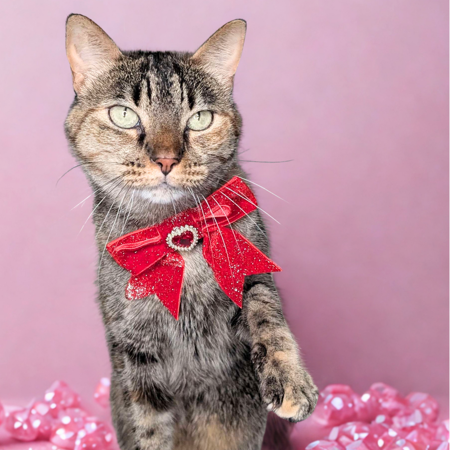 Royal Red Princess Sparkle Bow Cat Collar