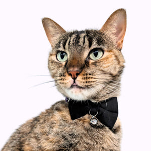 Black Velvet Bowtie + Bell Cat Collar - Kiokatt