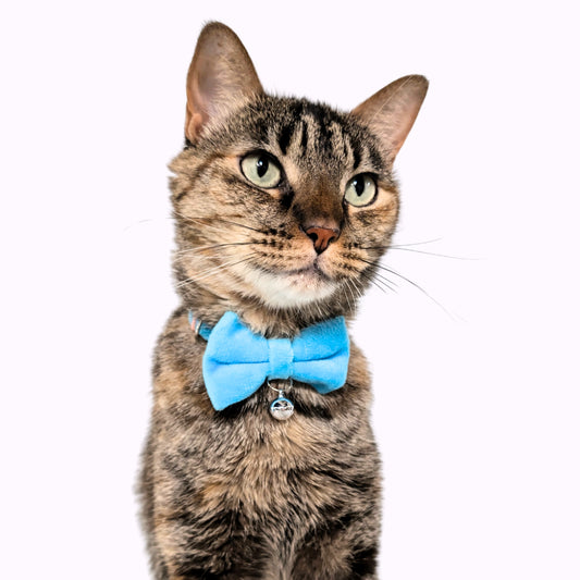 Blue Velvet Bowtie + Bell Cat Collar
