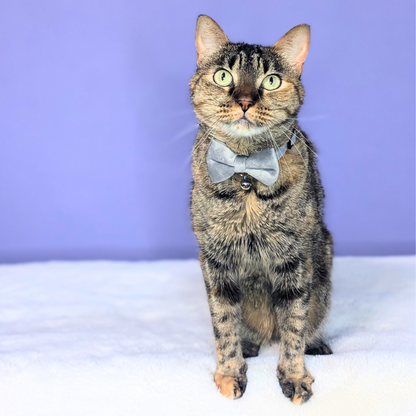 Classic Grey – Velvet Bowtie + Bell Cat Collar