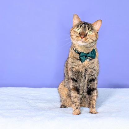 Hunter Green – Velvet Bowtie + Bell Cat Collar