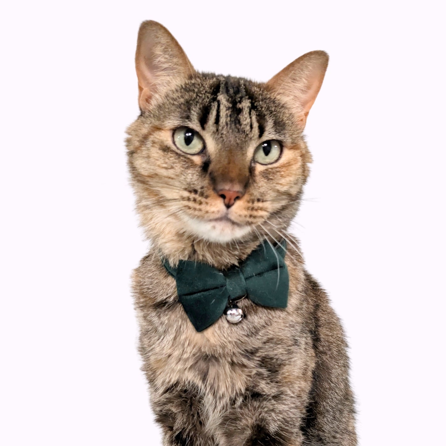 Green Velvet Bowtie + Bell Cat Collar