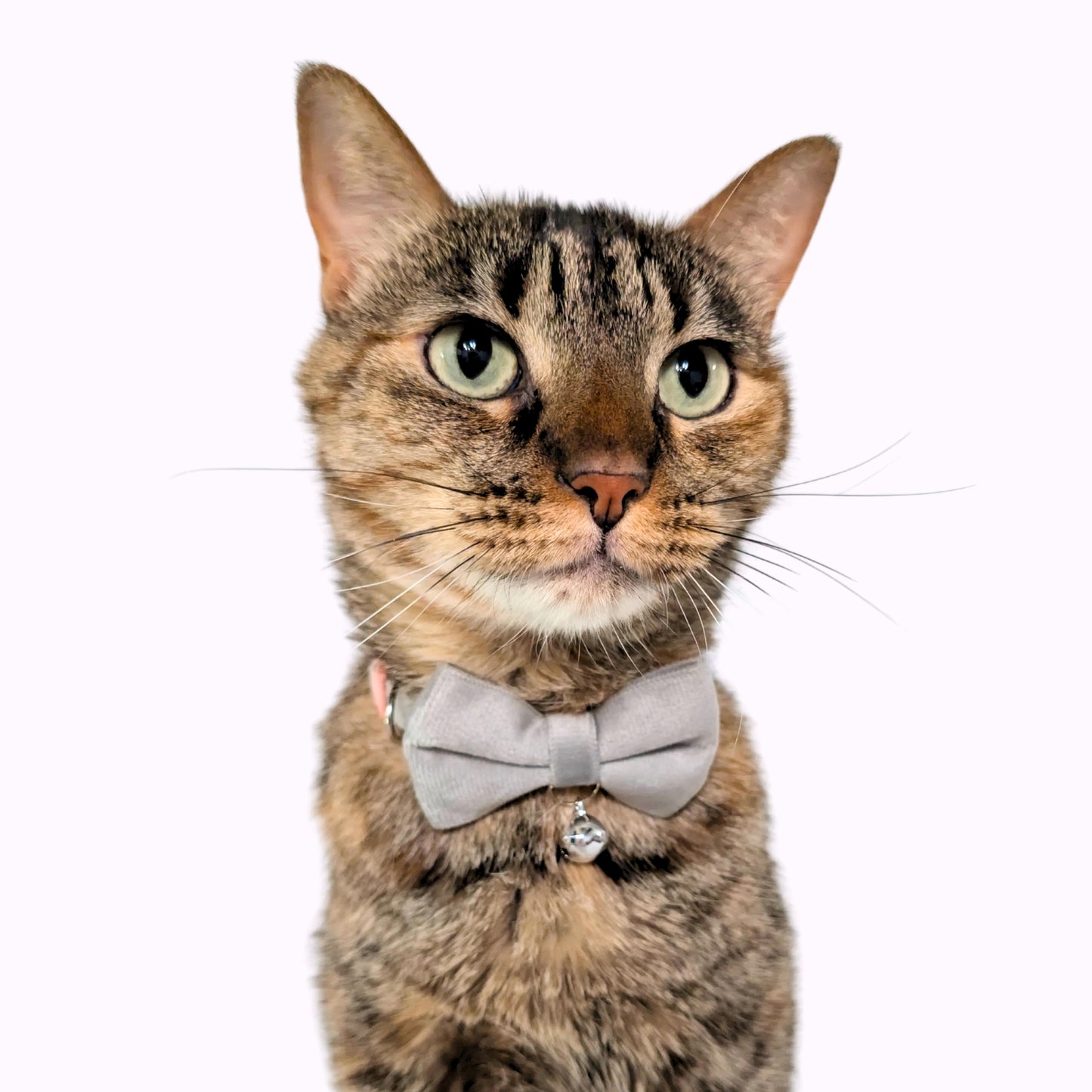 Grey Velvet Bowtie + Bell Cat Collar