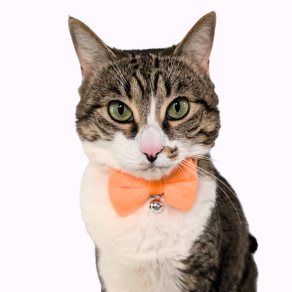 Orange Velvet Bowtie + Bell Cat Collar