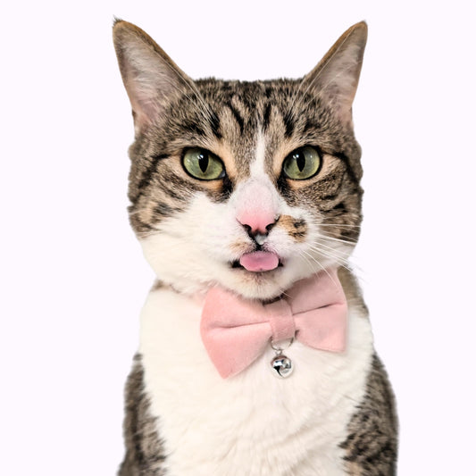 Pink Velvet Bowtie + Bell Cat Collar