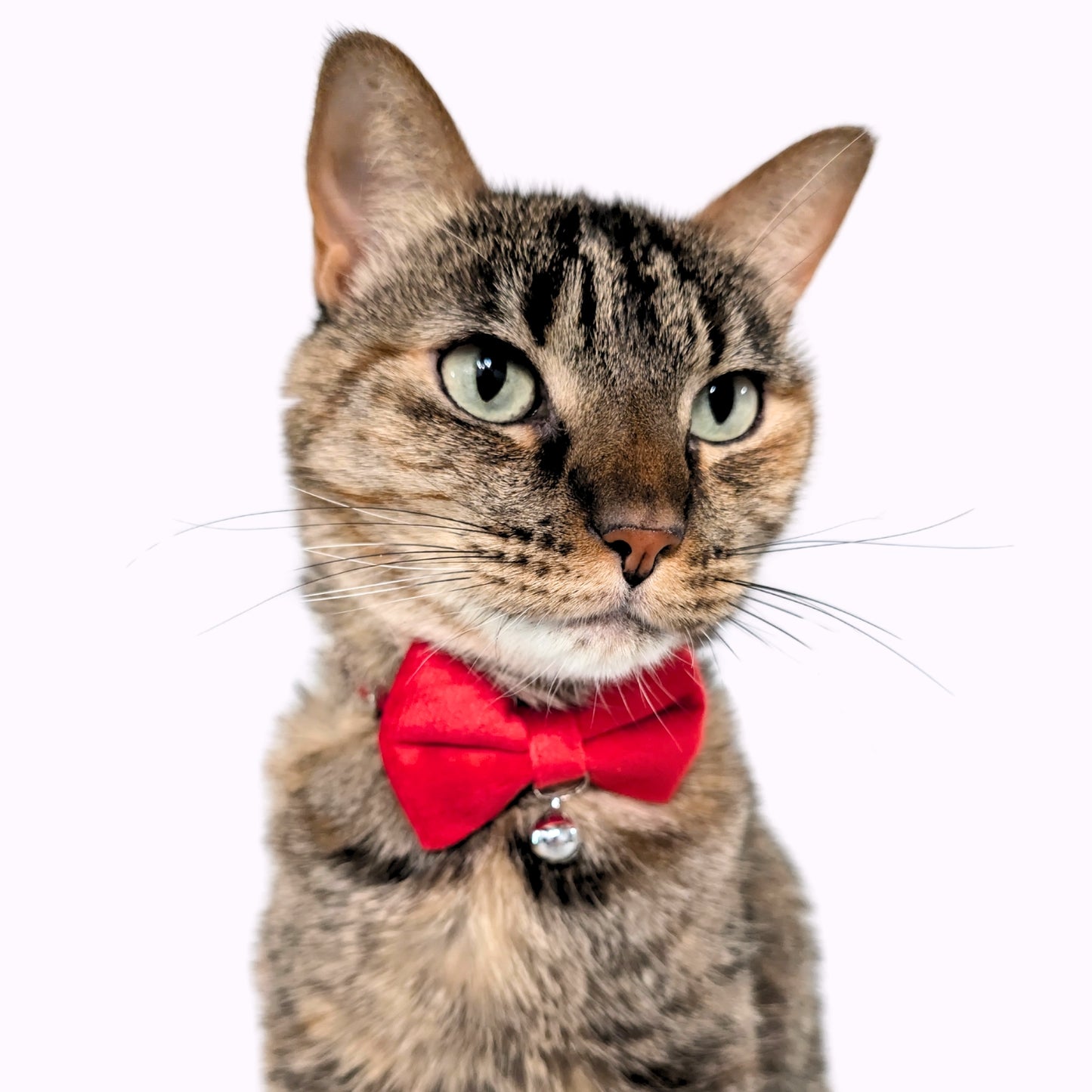 Red Velvet Bowtie + Bell Cat Collar