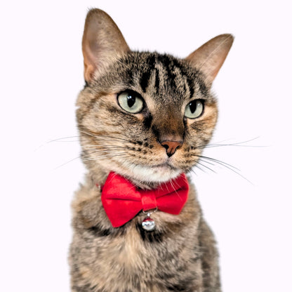 Red Velvet Bowtie + Bell Cat Collar