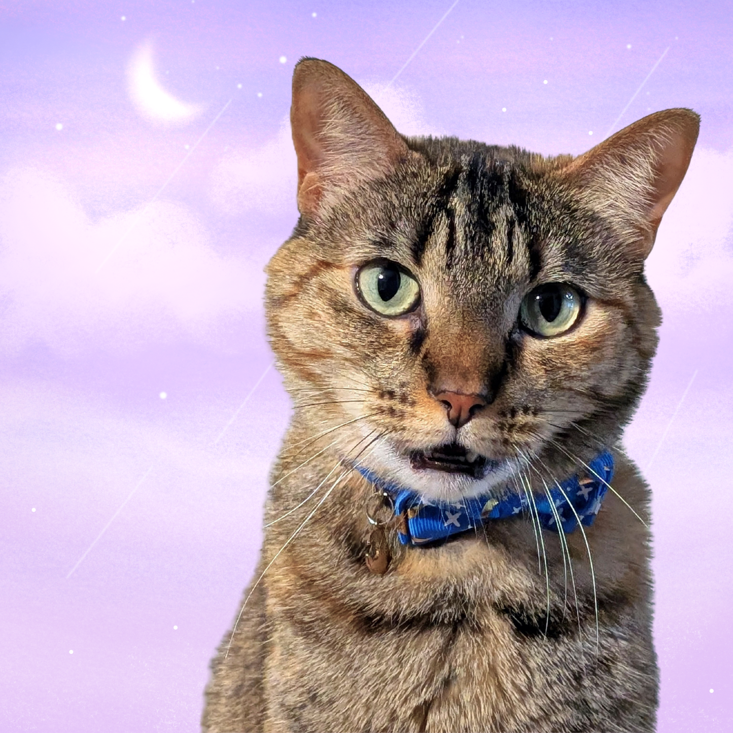 Cosmic Twilight – Blue Celestial Nylon Bowtie Cat Collar